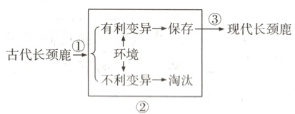 不利变异→淘汰