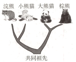 共同祖先