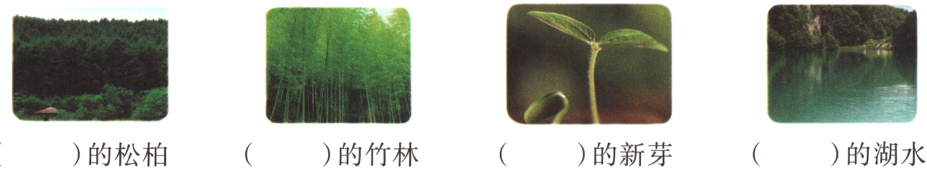 的新芽的湖水的松柏的竹林