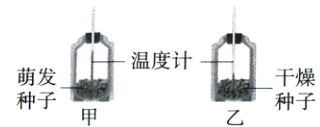温度计萌发干燥种子种子