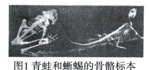 图1青蛙和蜥蜴的骨骼标本