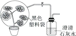 鱬塑料袋D澄清石灰水