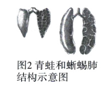 图2青蛙和蜥蜴肺结构示意图