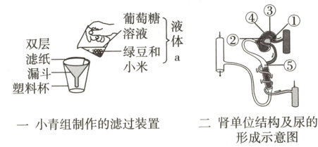 二肾单位结构及尿的一小青组制作的滤过装置形成示意图