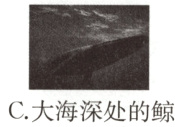C大海深处的鲸
