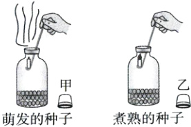 二鳜煮熟的种子萌发的种子