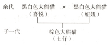 子一代棕色大熊猫七仔