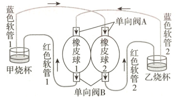 甲烧杯乙烧杯单向阀B