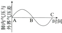 B/时间内界A肺外