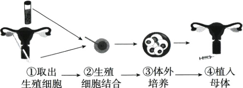 ①取出−→②生殖−③体外−→④植入培养母体生殖细胞细胞结合