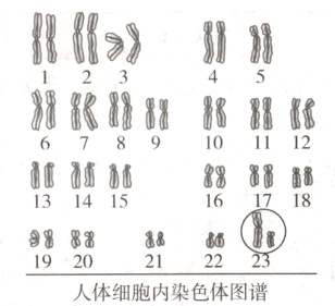 8821221920人体细胞内染色体图谱