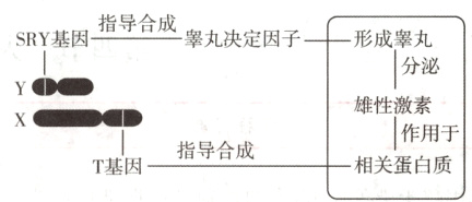 作用于指导合成相关蛋白质T基因