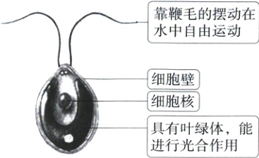 具有叶绿体能进行光合作用