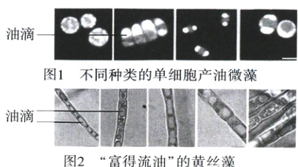 图2富得流油的黄丝藻