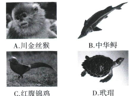 D玳瑁C红腹锦鸡