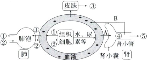 肺泡肾小管肾小囊肾血液