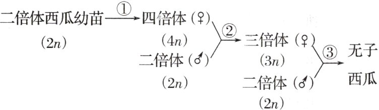 西瓜二倍体62n2n