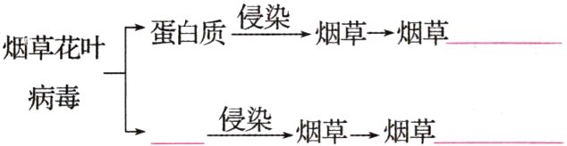 病毒侵染烟草→烟草