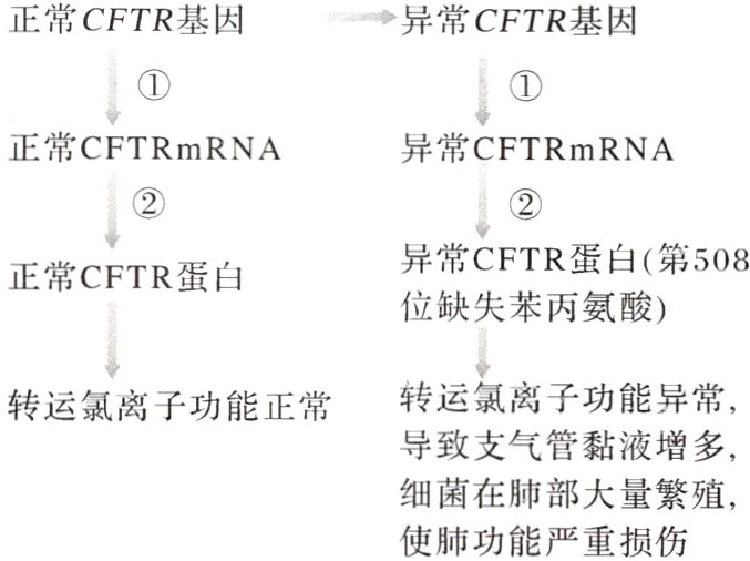 细菌在肺部大量繁殖 使肺功能严重损伤