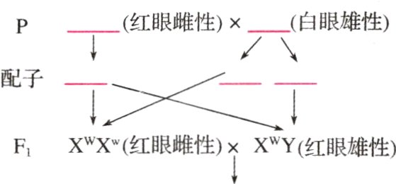 XWXw红眼雌性×XY红眼雄性F1
