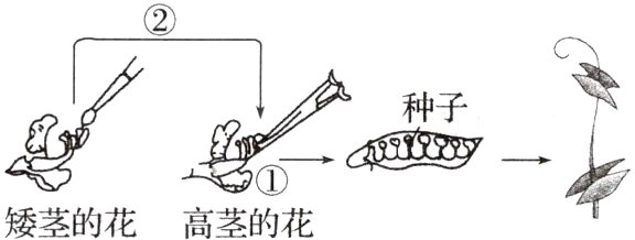 矮茎的花高茎的花