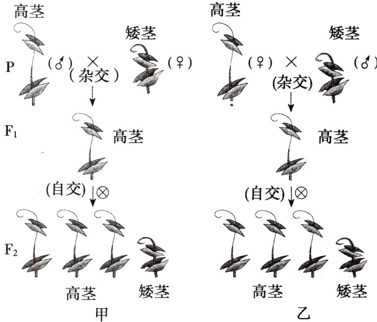 矮茎高茎矮茎高茎