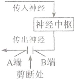 A端↑B端剪断处