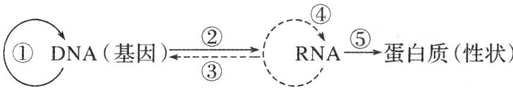 RNA蛋白质性状①DNA基因A−−−−