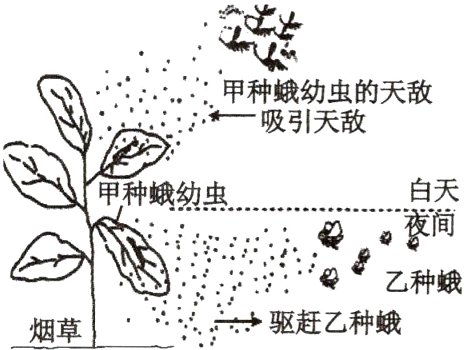 q乙种蛾驱赶乙种蛾烟草