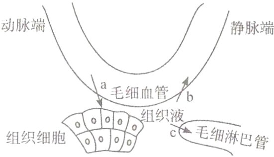 毛细淋巴管胞q组织组织细