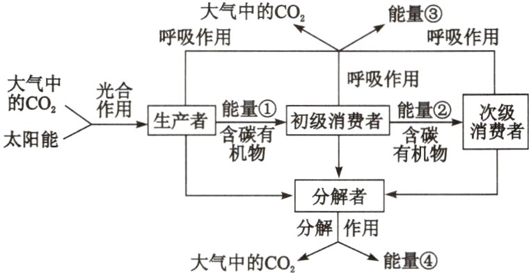 分解作用能量大气中的CO