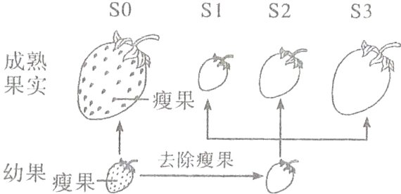 去除瘦果幼果瘦果−