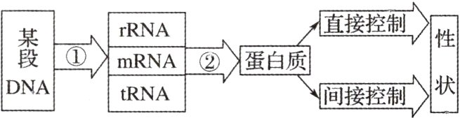 IRNARNA回国tRNADNA