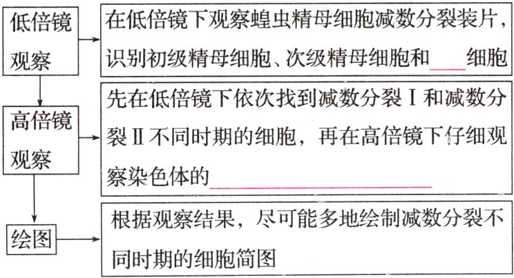 绘图同时期的细胞简图