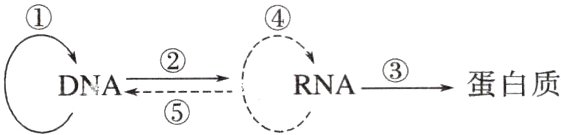 DNA②RNA③蛋白质