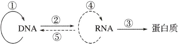 CoNAM蛋白质⑤↘RNA