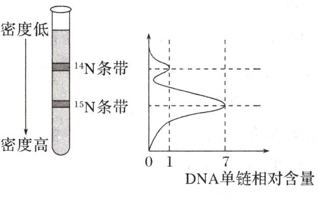 DNA单链相对含量
