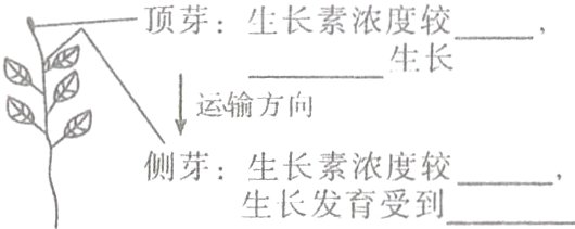 侧芽生长素浓度较生长发育受到