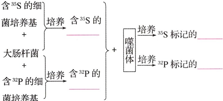 含32P的细菌培养基