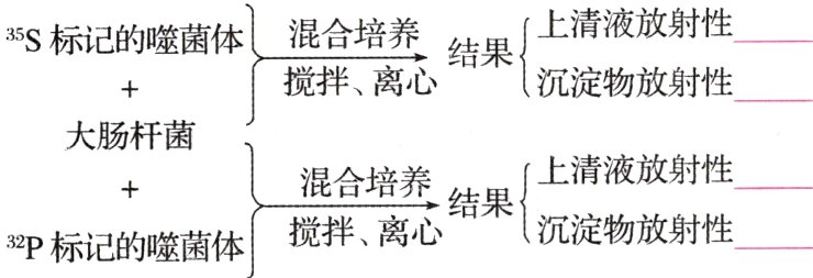 结果沉淀物放射性32P标记的噬菌体
