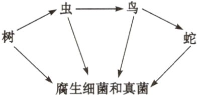 腐生细菌和真菌