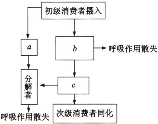 次级消费者同化呼吸作用散失