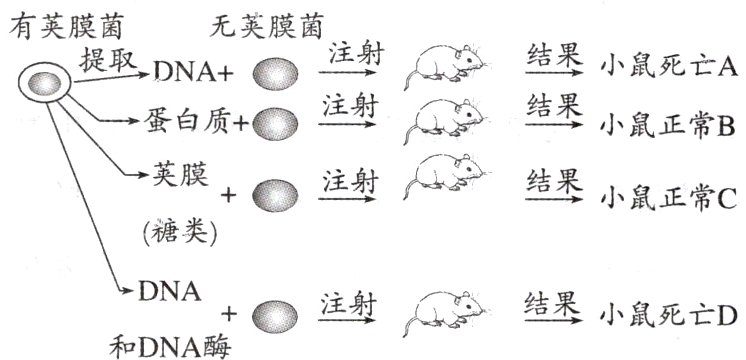 DNA+○注射结果小鼠死亡D和DNA酶