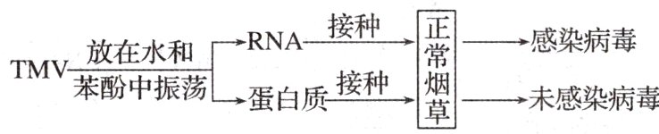 蛋白质接种→未感染病毒