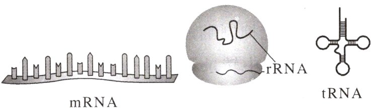 tRNAmRNA
