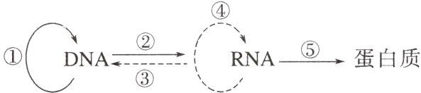 ①DNA②RNA⑤蛋白质−−