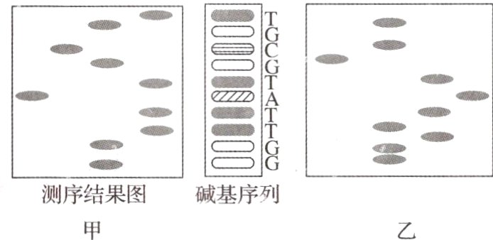 测序结果图碱基序列