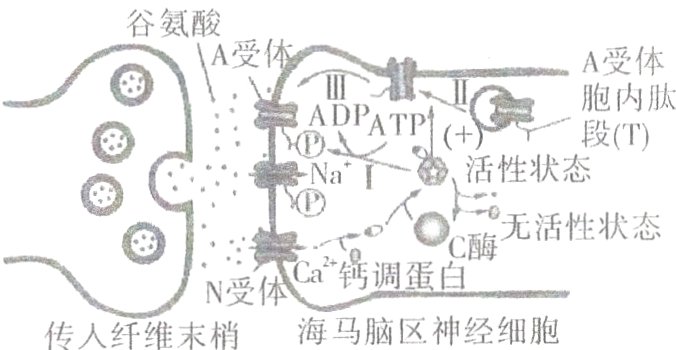 海马脑区神经细胞传人纤维末梢