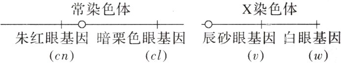 朱红眼基因暗栗色眼基因辰砂眼基因白眼基因clw∞cn