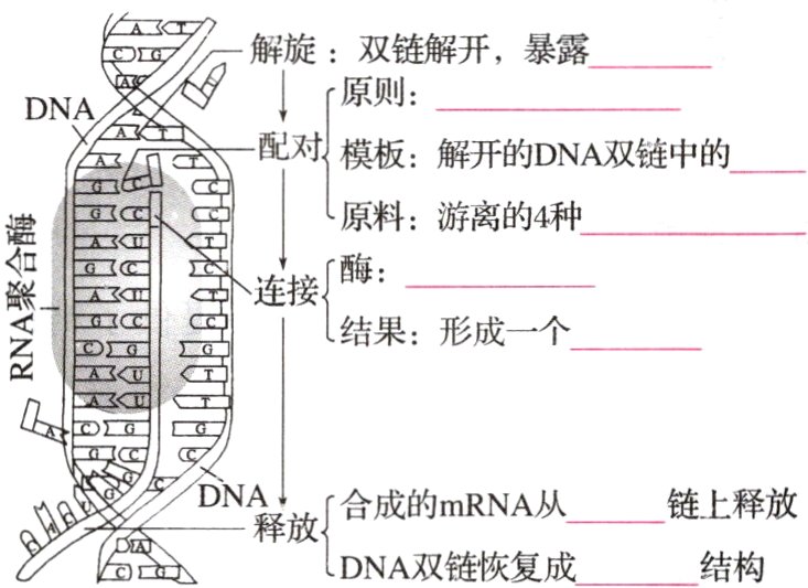 释放Ban结构DNA双链恢复成